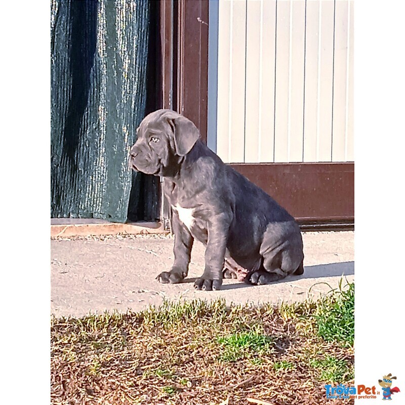 Cane Corso Cuccioli - Foto n. 4