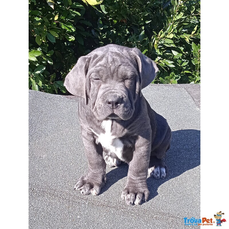 Cane Corso Cuccioli - Foto n. 5