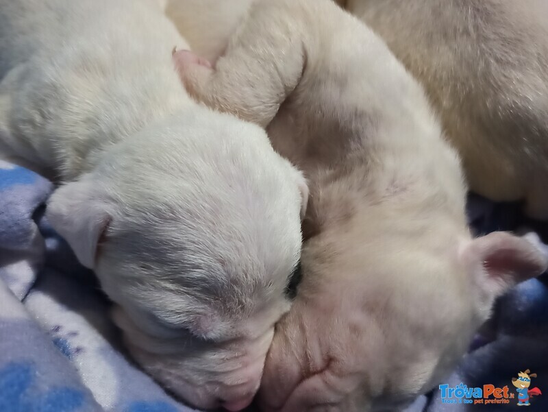 Cuccioli di dogo Argentino in Vendita - Foto n. 3