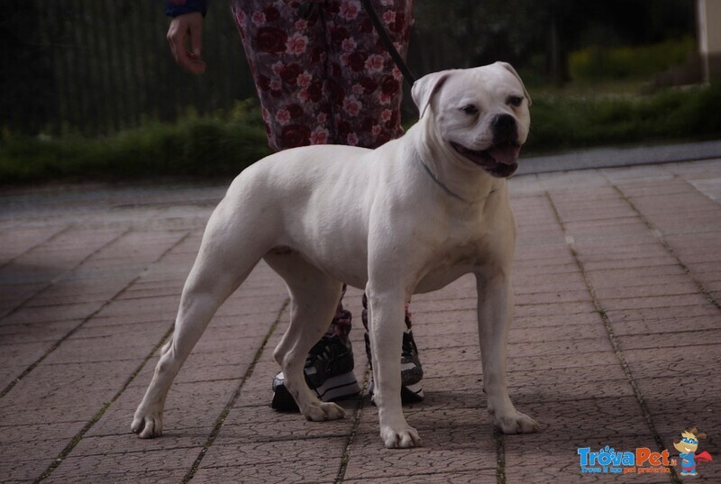 American Bulldog Femmina - Foto n. 3