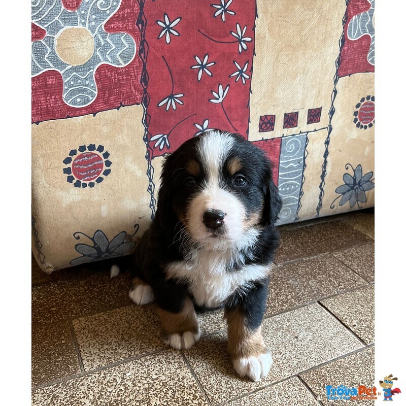 Cuccioli Bovaro del Bernese - Foto n. 2