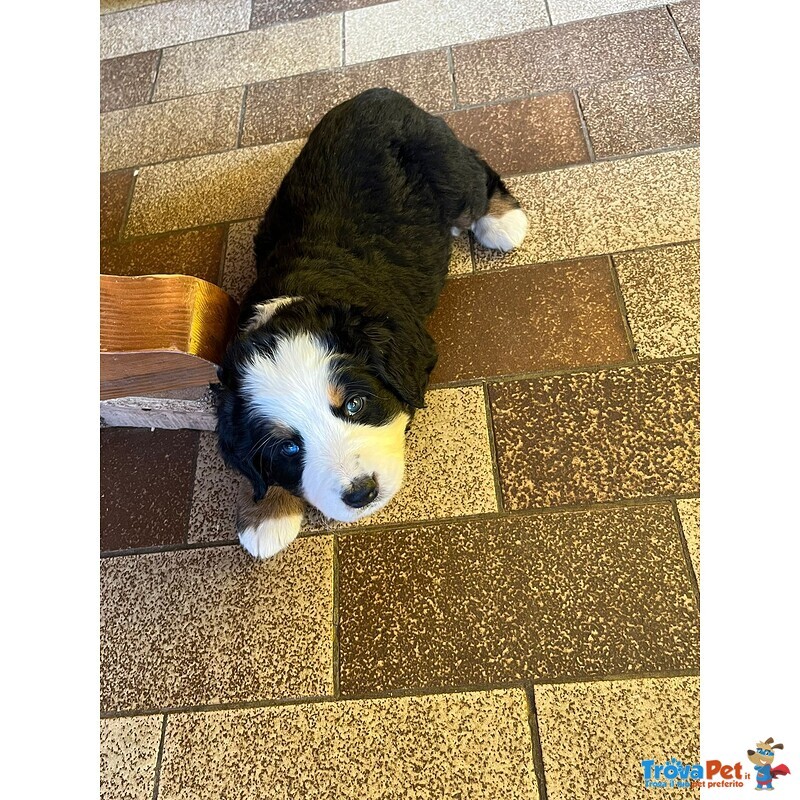 Cuccioli Bovaro del Bernese - Foto n. 1