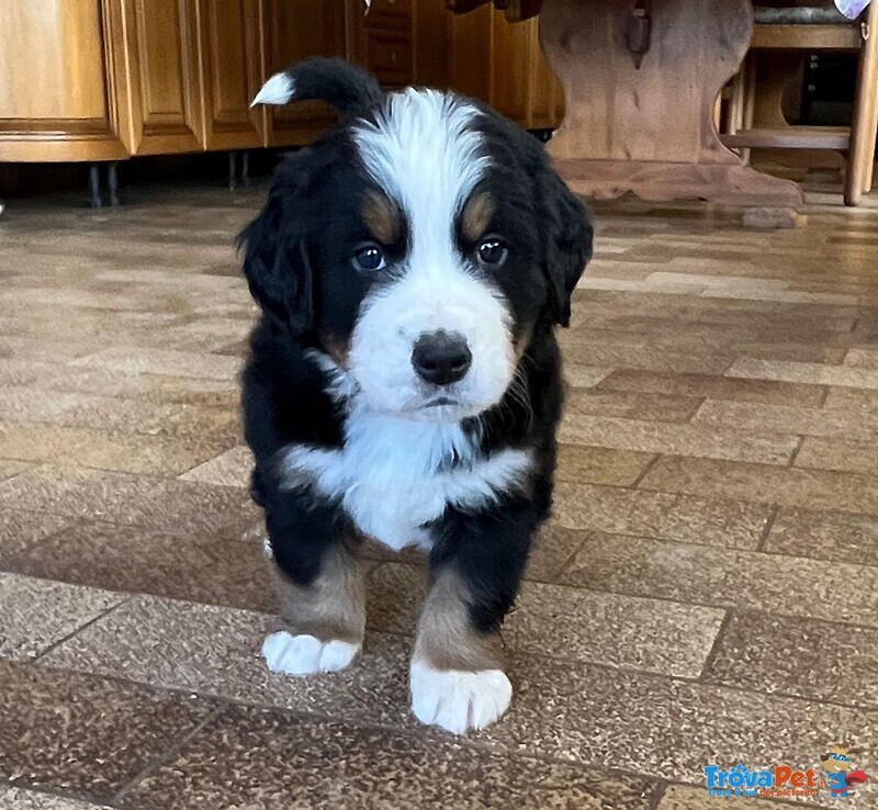 Cuccioli Bovaro del Bernese - Foto n. 3