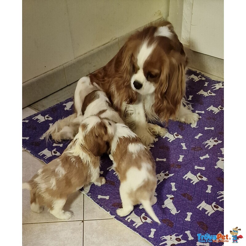 Fantastica Cucciolata di Cavalier king Blenheim con Pedigree - Foto n. 5