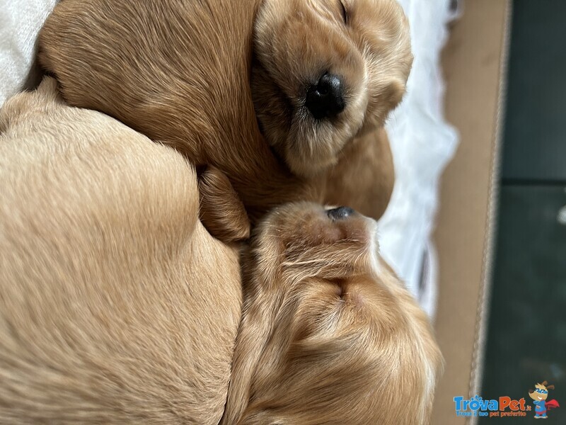 Cocker Spaniel - Foto n. 1