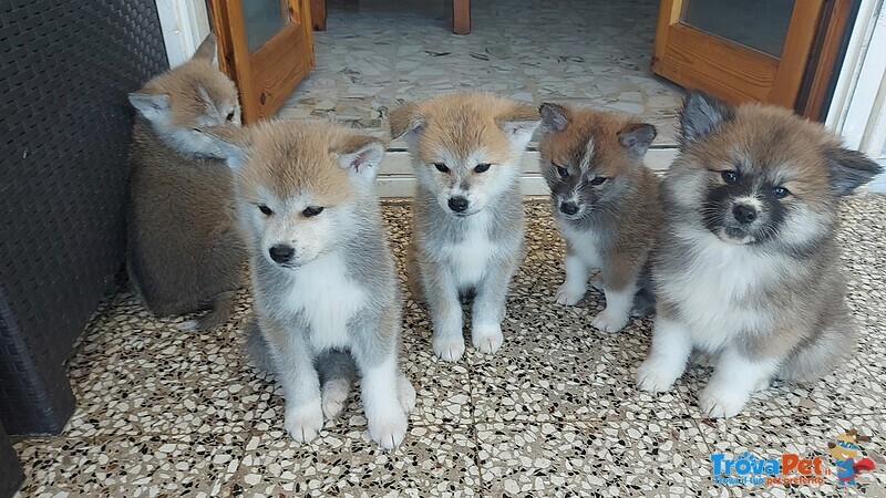 Cuccioli Akita Inu - Foto n. 1