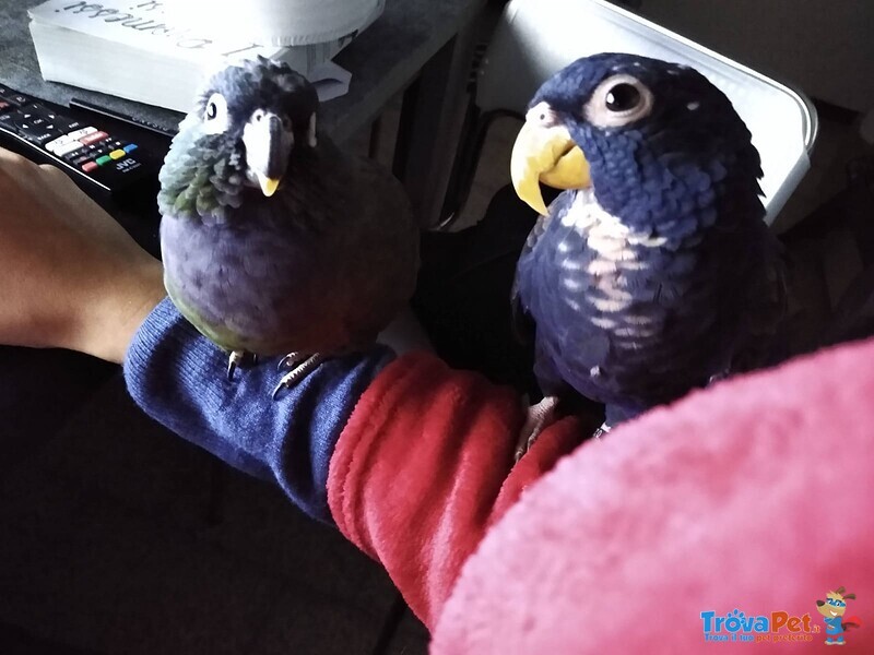 Vendo Pappagallo Pionus Chalcopterus Allevato a Mano - Foto n. 4