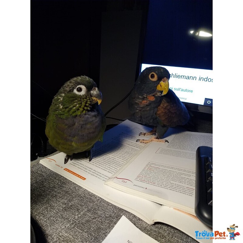 Vendo Pappagallo Pionus Chalcopterus Allevato a Mano - Foto n. 5