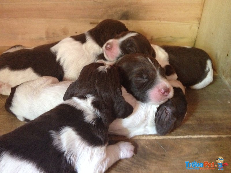 Springer Spaniel - Foto n. 2