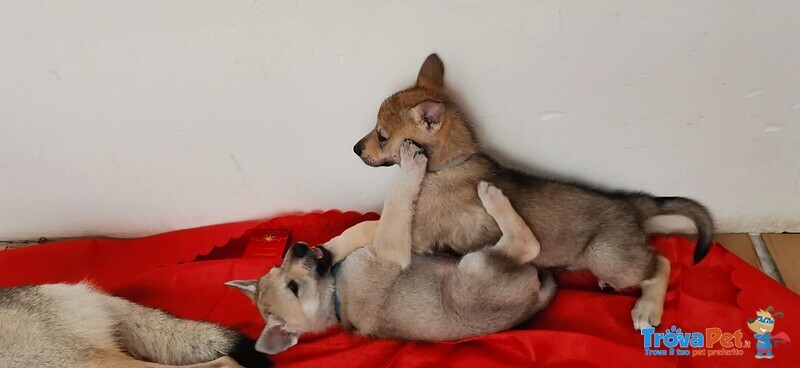 Cuccioli di cane lupo Cecoslovacco con Pedigree - Foto n. 1