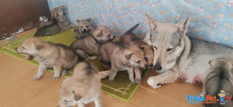 Cuccioli di cane lupo Cecoslovacco con Pedigree - Foto n. 3