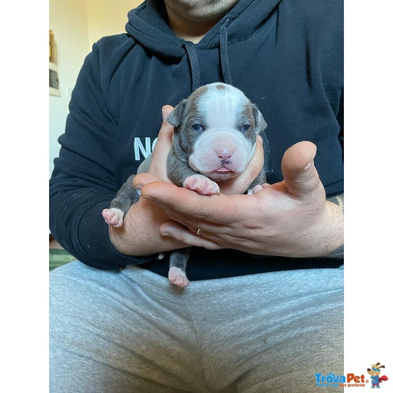 Cucciolata American Staffordshire Terrier Blue - Foto n. 2