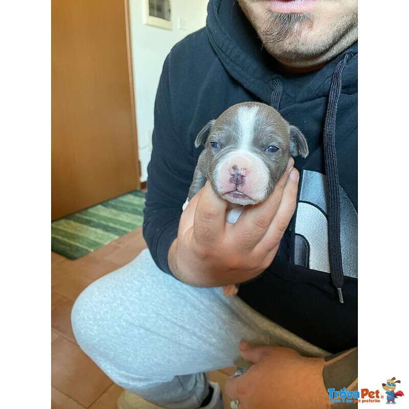 Cucciolata American Staffordshire Terrier Blue - Foto n. 5