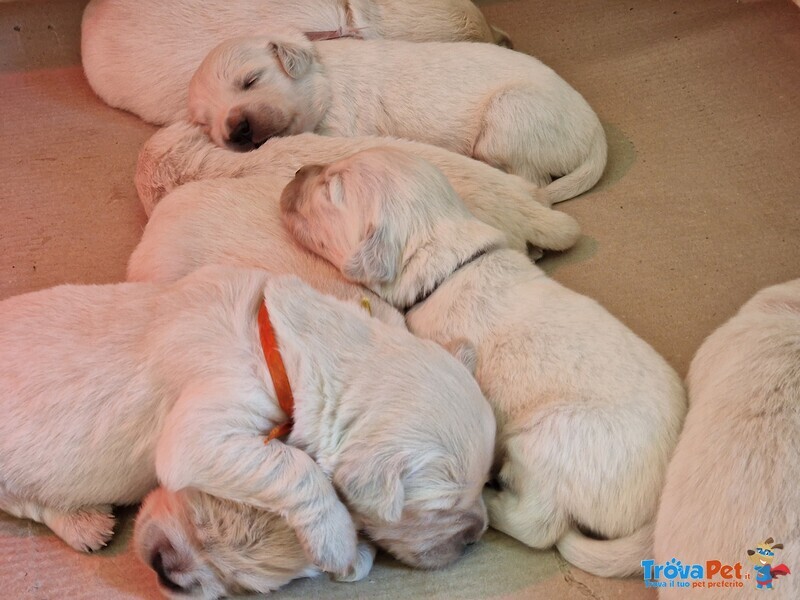 Vendo Cuccioli Golden Retriever - Foto n. 1