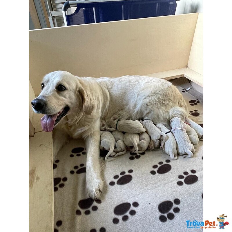 Vendo Cuccioli Golden Retriever - Foto n. 2