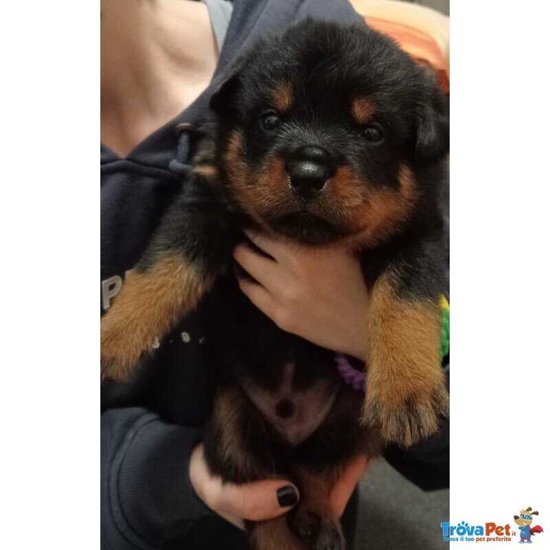 Cuccioli Rottweiler - Foto n. 1