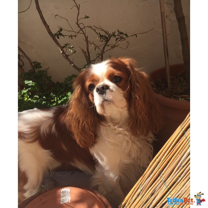 cavalier king annunci