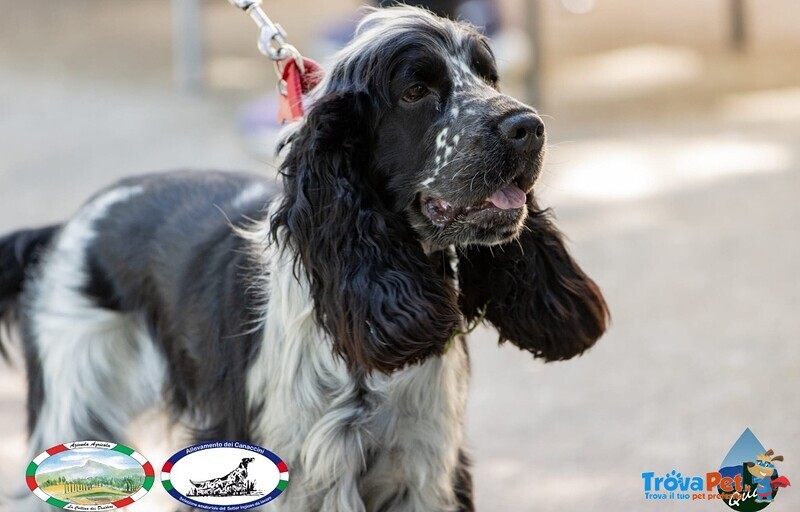 Cocker Spaniel Inglese Roano nero per Monta Maschio - Foto n. 3