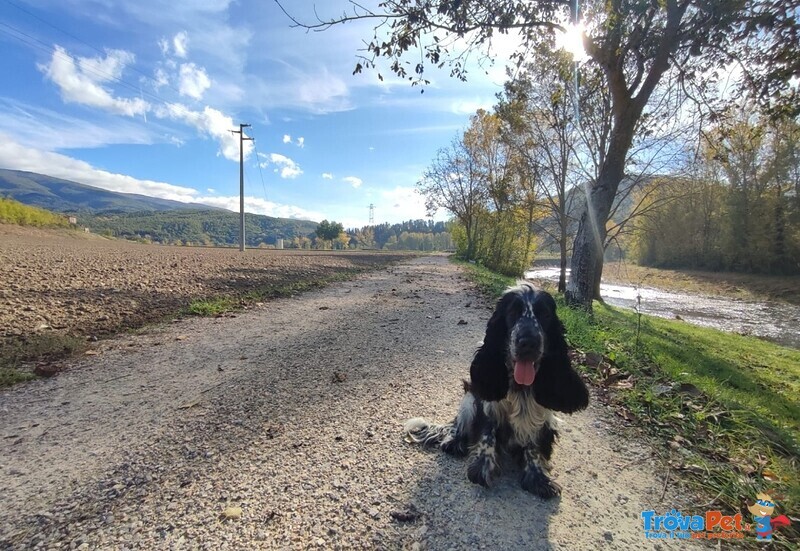 Cocker Spaniel Inglese Roano nero per Monta Maschio - Foto n. 6