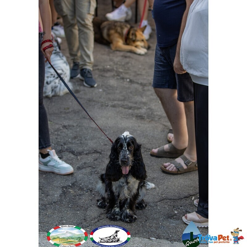 Cocker Spaniel Inglese Roano nero per Monta Maschio - Foto n. 7