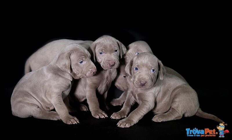 Cuccioli di Weimaraner - Foto n. 1