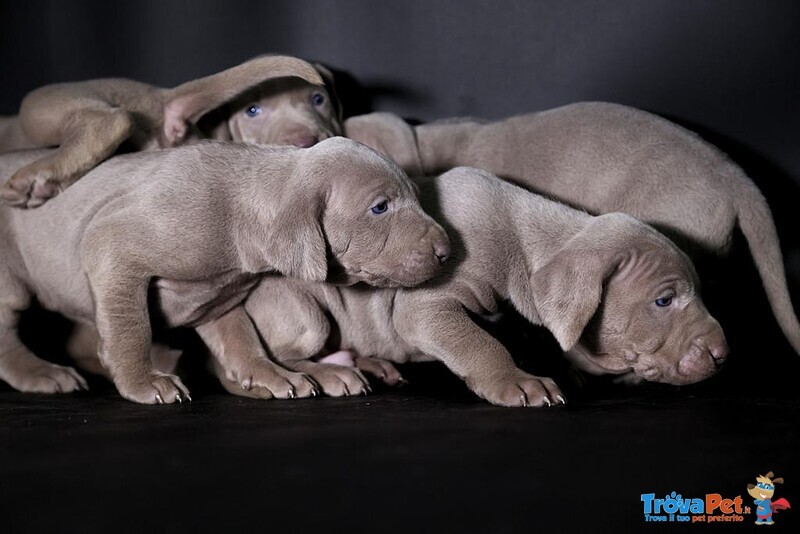 Cuccioli di Weimaraner - Foto n. 4