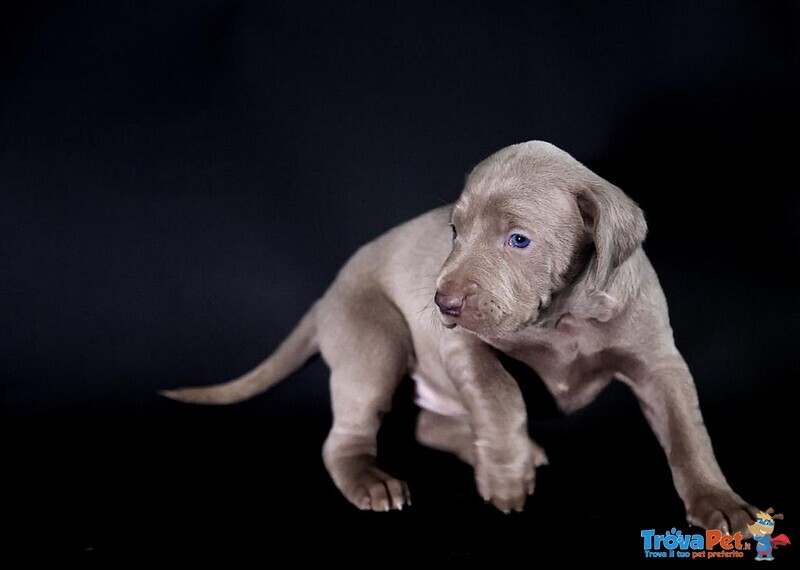 Cuccioli di Weimaraner - Foto n. 5