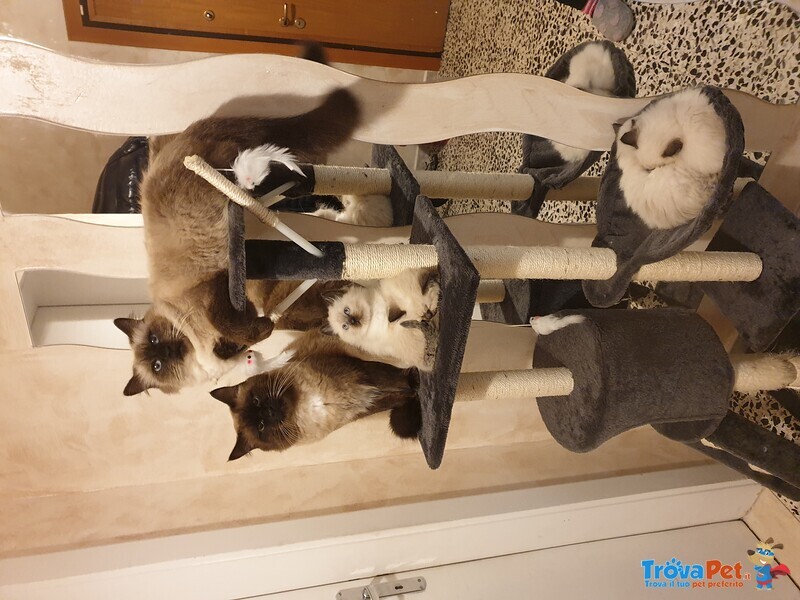 Cuccioli Ragdoll seal Point - Foto n. 1