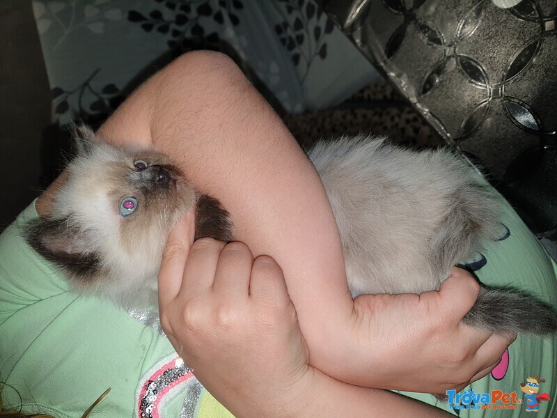 Cuccioli Ragdoll seal Point - Foto n. 3