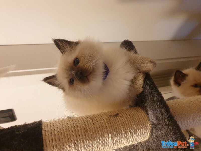 Cuccioli Ragdoll seal Point - Foto n. 5