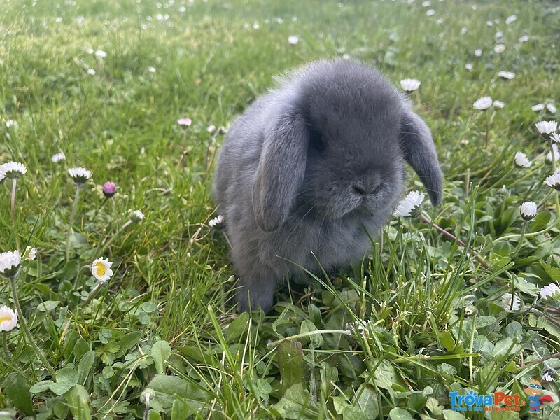 Cuccioli di Coniglio Ariete Nano - Foto n. 1