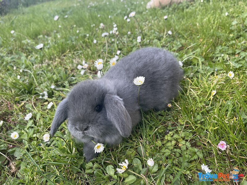 Cuccioli di Coniglio Ariete Nano - Foto n. 2