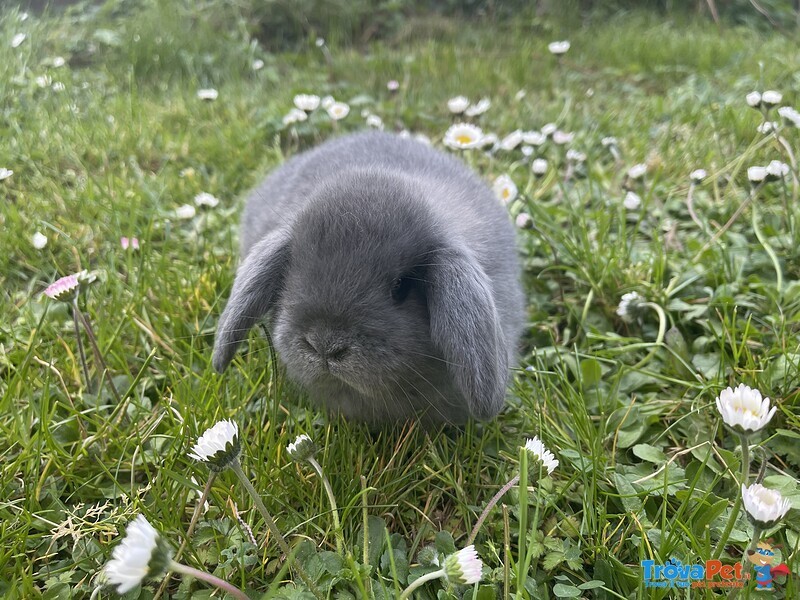 Cuccioli di Coniglio Ariete Nano - Foto n. 3