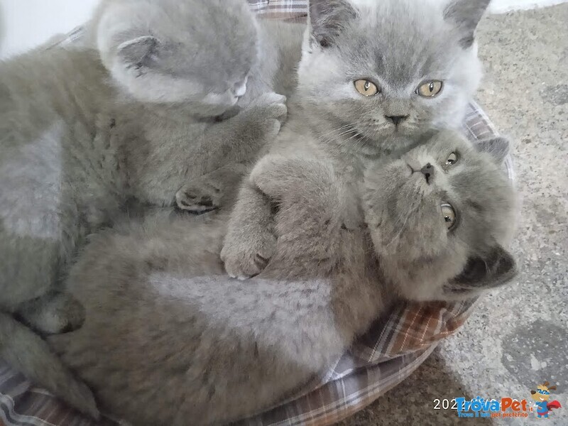 Cuccioli Scottish fold e Straght - Foto n. 2