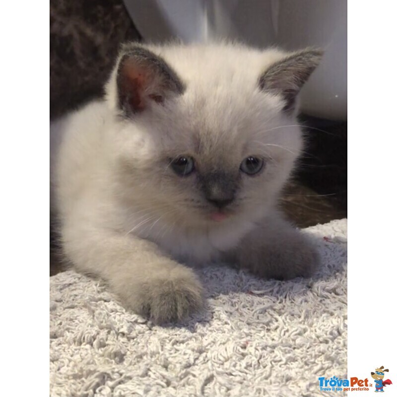 Cuccioli Scottish fold e Straght - Foto n. 3