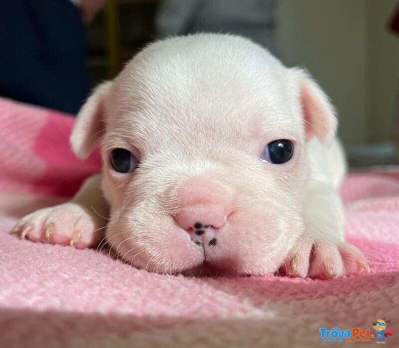 Cuccioli di Bulldog Francese - Foto n. 1