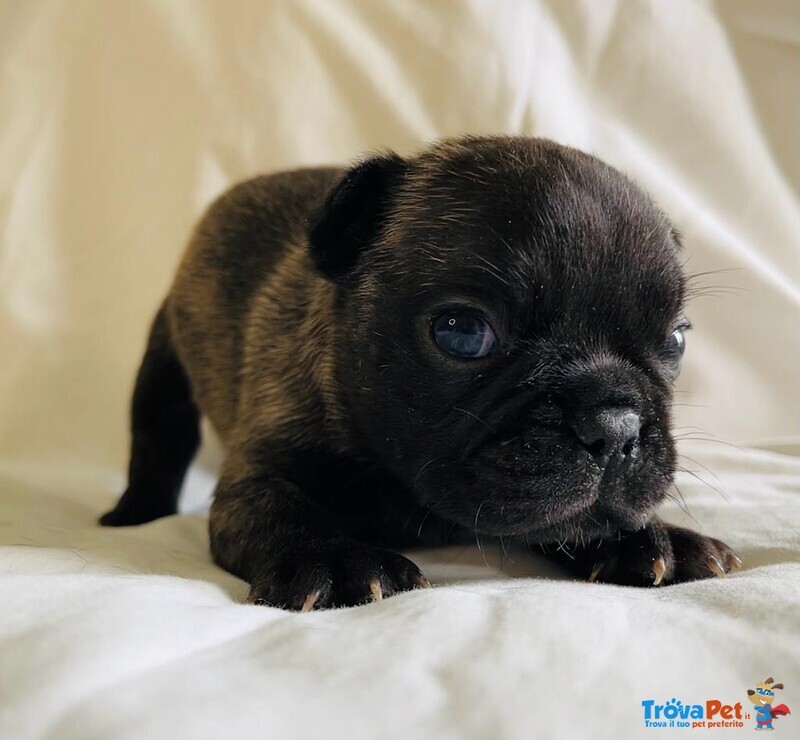 Cuccioli di Bulldog Francese - Foto n. 3