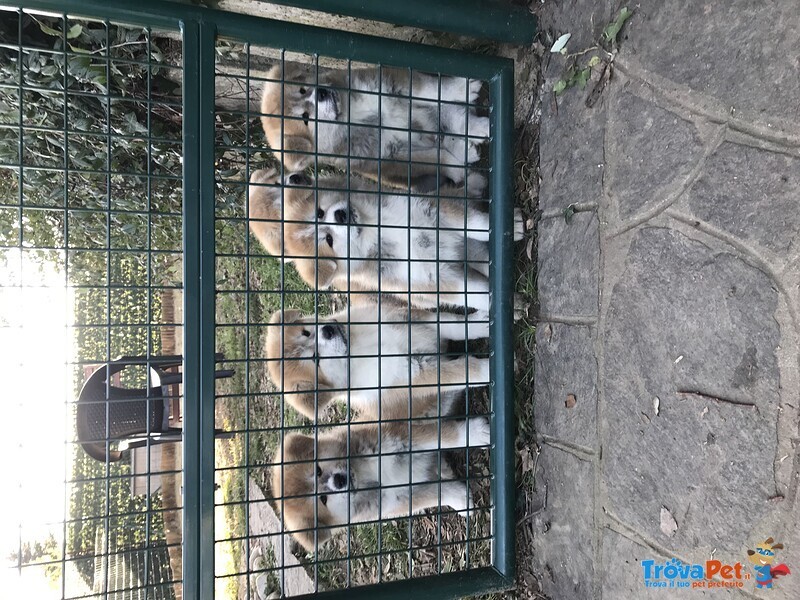 Prenotazioni Cuccioli di Akita - Foto n. 5