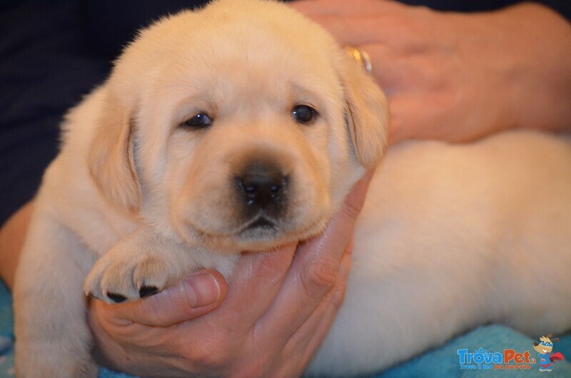 Cuccioli Labrador - Foto n. 1