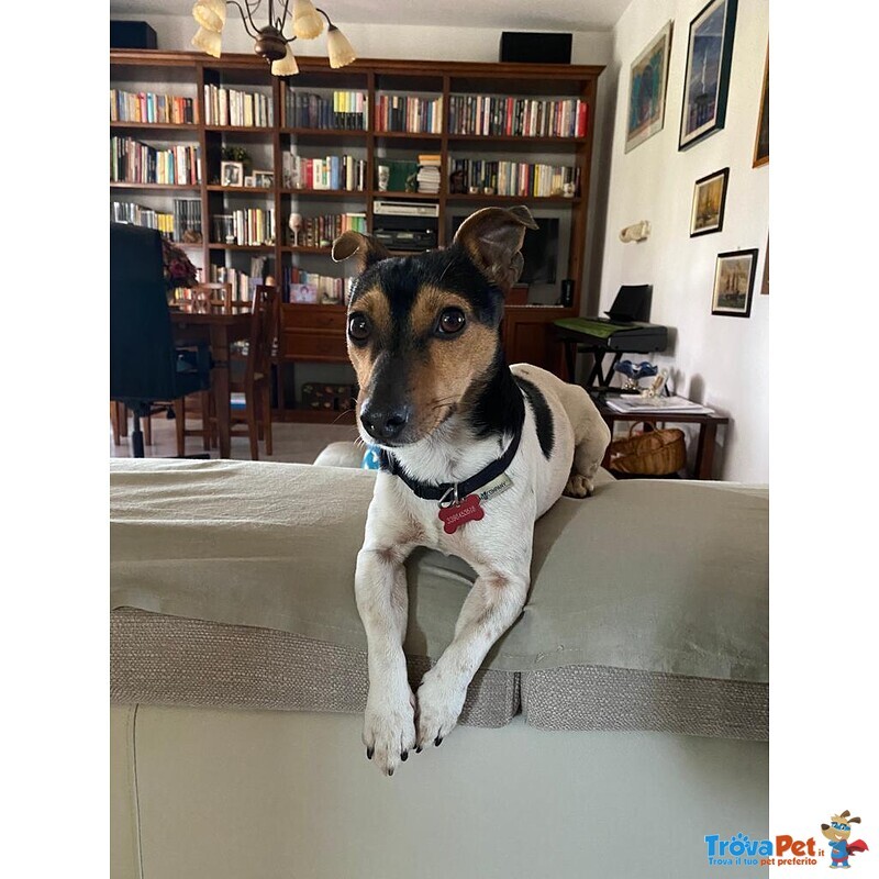 Minni, jack Russel di un anno Aspetta una Famiglia - Foto n. 1