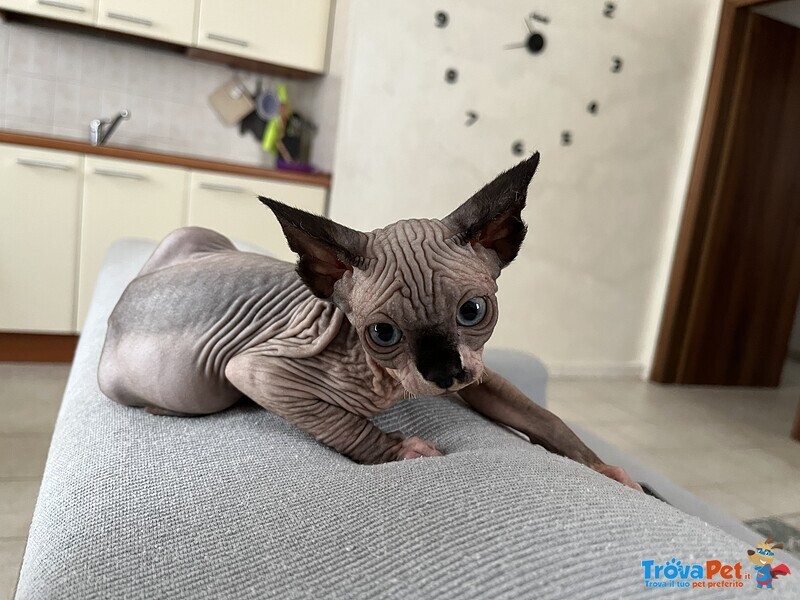 Sphynx Canadian - Foto n. 2