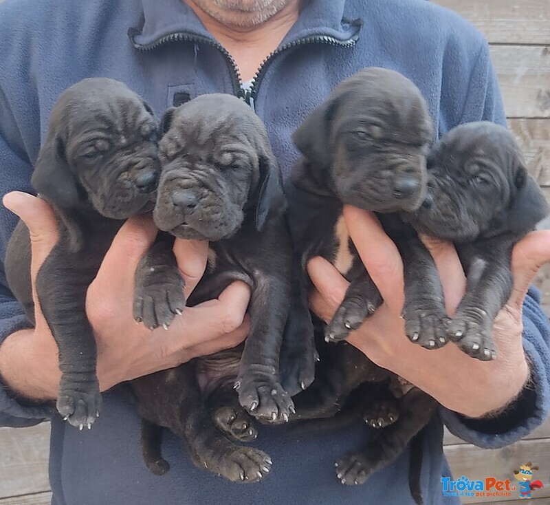 Cuccioli Alano blu e Nero - Foto n. 2