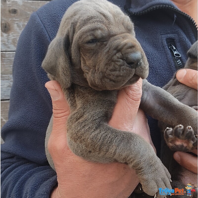 Cuccioli Alano blu e Nero - Foto n. 1