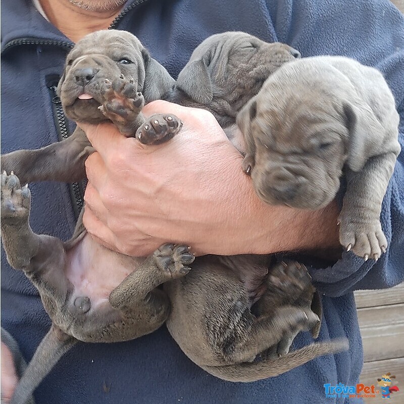 Cuccioli Alano blu e Nero - Foto n. 3