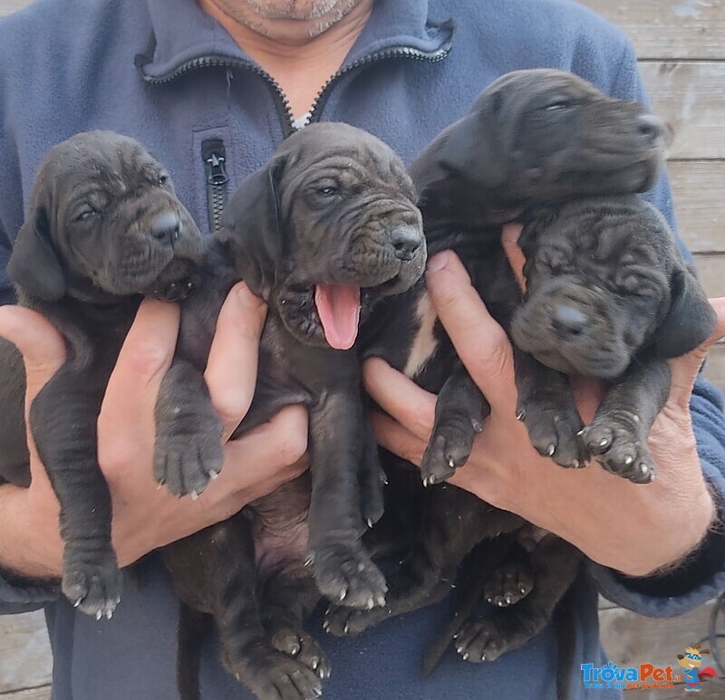 Cuccioli Alano blu e Nero - Foto n. 4