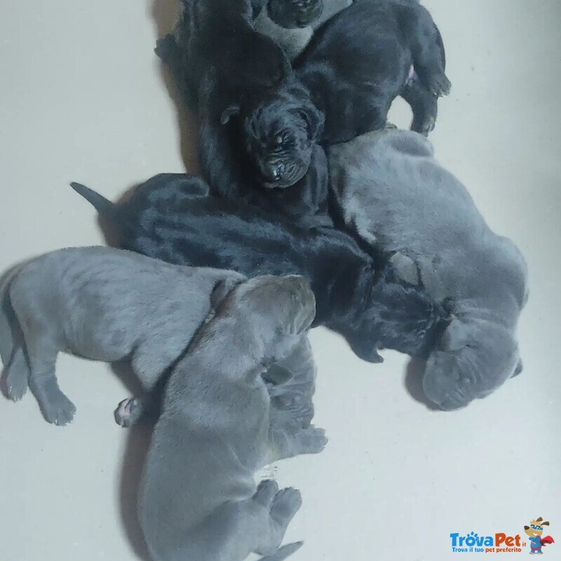 Cuccioli Alano blu e Nero - Foto n. 5
