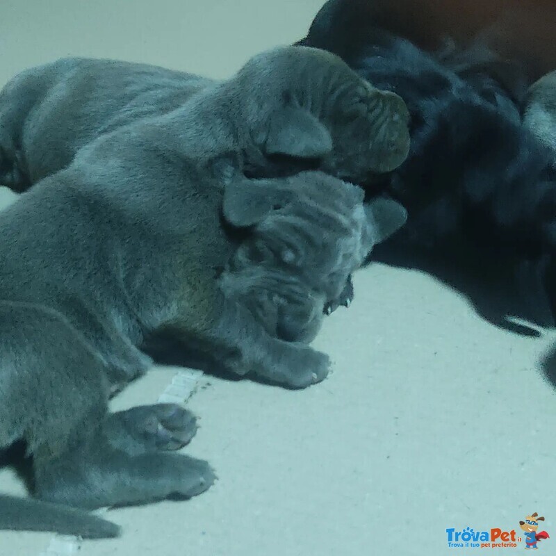 Cuccioli Alano blu e Nero - Foto n. 6