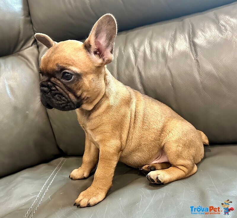 Fantastico Cuccioli di Bulldog Francese con Pedigree Enci - Foto n. 1