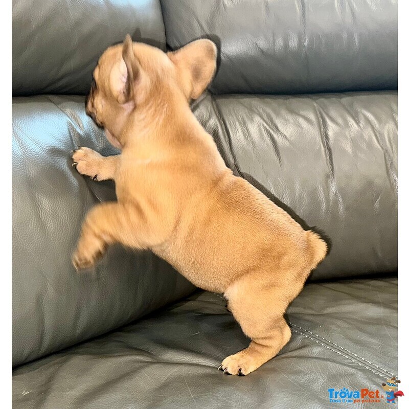 Fantastico Cuccioli di Bulldog Francese con Pedigree Enci - Foto n. 3