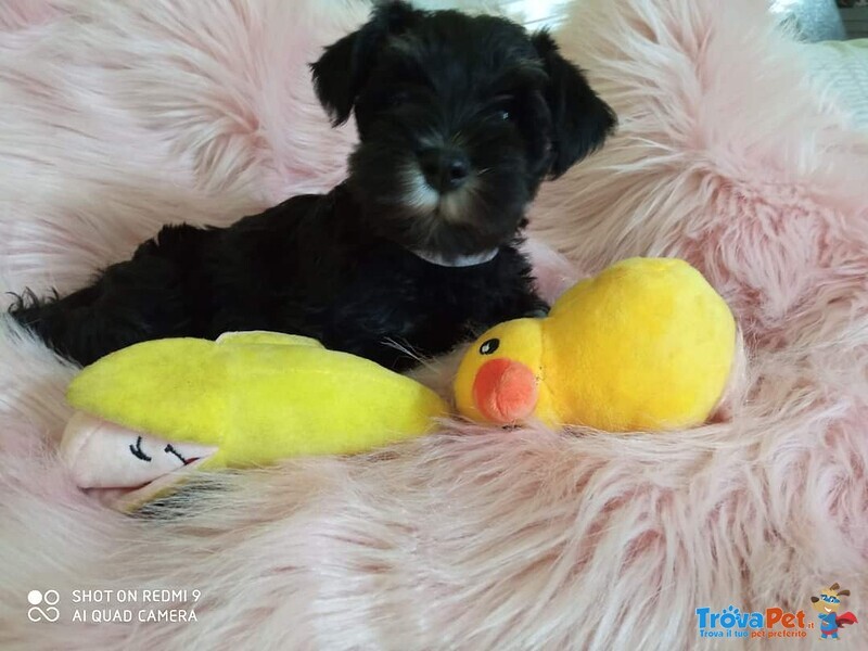 Cuccioli di Schnauzer nano nero Argento - Foto n. 2